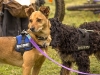 Hunde